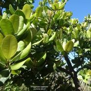 Mimusops coriacea.pomme jacot.sapotaceae.espèce cultivée.endémique Madagascare Comores..jpeg